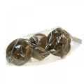 Paradise Nut Plantepotte Naturlig Sapucaia Ø14cm H10cm 3 stk | Floristik24.dk