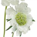 Floristik24 Scabious kunstig blomst hvid haveblomst H64cm bundt med 3 stk