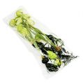Floristik24 Skakblomstergrøn med rødder L30cm