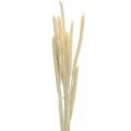 Floristik24 Reed deco rørgræs tørret bleget H60cm bundt
