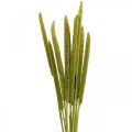 Floristik24 Reed cob deco rørgræs tørret grøn H60cm bundt