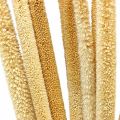 Floristik24 Reed cob deco rørgræs tørret naturlig H60cm bundt