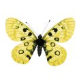 Floristik24 Sommerfugl gul på klemmen 11cm 6stk