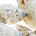 Deco sneglehuse tomme i bastnet havsnegle 400g