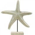 Floristik24 Søstjerner lavet af træ, dekorativ skulptur maritime, havdekoration naturlige farver, hvid H28cm