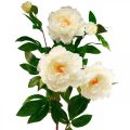 Floristik24 Silkeblomstpæon kunstig cremehvid 135cm