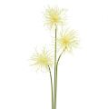 Floristik24 Silke blomster xanthium creme 63cm 4stk