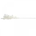 Floristik24 Dekorativ gren sølvblad hvid Lunaria gren kunstig gren 70cm