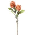 Floristik24 Skimmie Skimmia Japonica kunstige blomster Orange DryLook L59cm