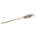 Floristik24 Edderkoporkideer Brassia lilla 108cm 3stk
