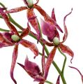 Floristik24 Spider orkideer pink-orange 108 cm 3stk