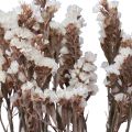 Floristik24 Beach Lilac White Limonium Tørrede Blomster 60cm 35g