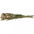 Halmblomst Gul, Rød tørret Helichrysum tørret blomst 50cm 60g