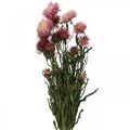 Floristik24 Strawflower Pink tørrede Helichrysum tørrede blomster bundt 45cm 45g