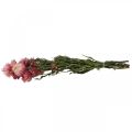 Floristik24 Strawflower Pink tørrede Helichrysum tørrede blomster bundt 45cm 45g