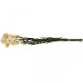 Floristik24 Tør dekoration halm blomstercreme helichrysum tørret 50cm 30g