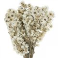 Floristik24 Halmblomster Tørrede blomsterbuket Hvid Lille 15g