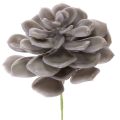 Floristik24 Kunstige sukkulenter voksblomster dekoration 10 cm 6 stk.