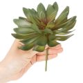 Kunstig sukkulent som dekorativ plante, grøn, 18 cm, 3 stk. | Floristik24.dk