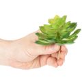 Kunstig sukkulent, grøn, til dekoration i skål eller vase, 10 cm, 4 stk. | Floristik24.dk