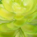 Kunstig sukkulent, grøn, til dekoration i skål eller vase, 10 cm, 4 stk. | Floristik24.dk