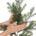 Kunstig dekorativ grangren til kreativ blomsterkunst, 175 cm | Floristik24.dk