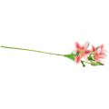 Floristik24 Tiger Lily Pink, Hvid 60cm