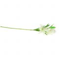 Floristik24 Lilje hvid 58cm