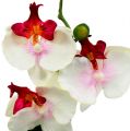 Floristik24 Borddekoration orkidé i flødepotte H29cm
