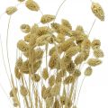 Floristik24 Tørret blomst Phalaris, dekorativt græsbundt, tør floristics, boho natur, bleget L55cm 100g