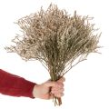 Tørrede blomster strand lavendel bundt Statice natur 1kg | Floristik24.dk