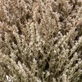 Tørrede blomster strand lavendel bundt Statice natur 1kg | Floristik24.dk