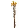Floristik24 Tørrede blomster Craspedia tørret, trommestikker gule 50cm 20stk