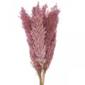 Floristik24 Tørret græs Svidgræs tørret dekorativt græs pink 70cm 10 stk