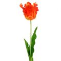 Floristik24 Tulipan orange 70cm
