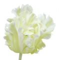 Floristik24 Kunstig hvid tulipan 70 cm