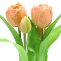 Floristik24 Tulipan fersk-fersken ferskenfarver 23 cm