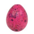 Floristik24 Vagtelæg Pink 3,5-4cm Blæste æg Påskepynt 50 stk
