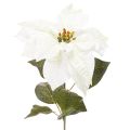 Floristik24 Kunstig hvid julestjerne, stor blomstrende grendekoration, 65 cm, 2 stk.