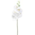 Floristik24 Hvid kunstig orkidé Phalaenopsis Real Touch 85cm