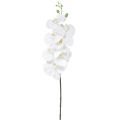 Floristik24 Hvid kunstig orkidé Phalaenopsis Real Touch H83cm