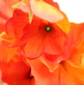 Floristik24 Vetch kunstig blomst orange, rød 75 cm 3stk