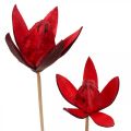 Floristik24 Vild lilje på stængel rød Ø6,5cm 35cm 45stk