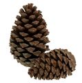 Floristik24 Kogler Pinus Maritima 10cm - 15cm natur 3stk