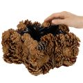 Koglepotte, stjerneformet, 30 cm | Floristik24.dk