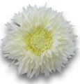 Floristik24 Chrysanthemum bamse 63 cm hvid
