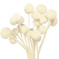 Floristik24 Craspedia tørrede trommestikker creme 45-55cm 20 stk