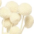Craspedia tørrede trommestikker creme 45-55cm 20 stk | Floristik24.dk