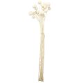 Craspedia tørrede trommestikker creme 45-55cm 20 stk | Floristik24.dk