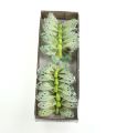 Floristik24 Dekorativ sommerfugl på trådgrøn 8 cm 12stk